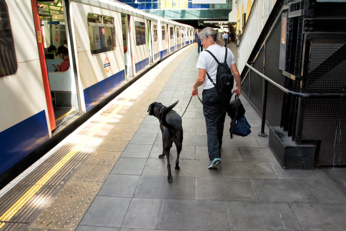 A woman and a black lab are walking through an underground station.
